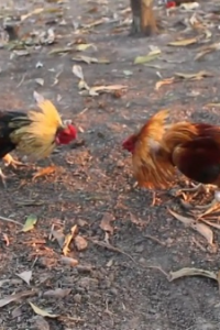 Đá gà cựa dao F8BET – Tổng hợp thông tin chi tiết cho newbie